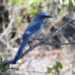 Florida scrub-jay (Frost, CC BY 4.0, via Wikimedia Commons)