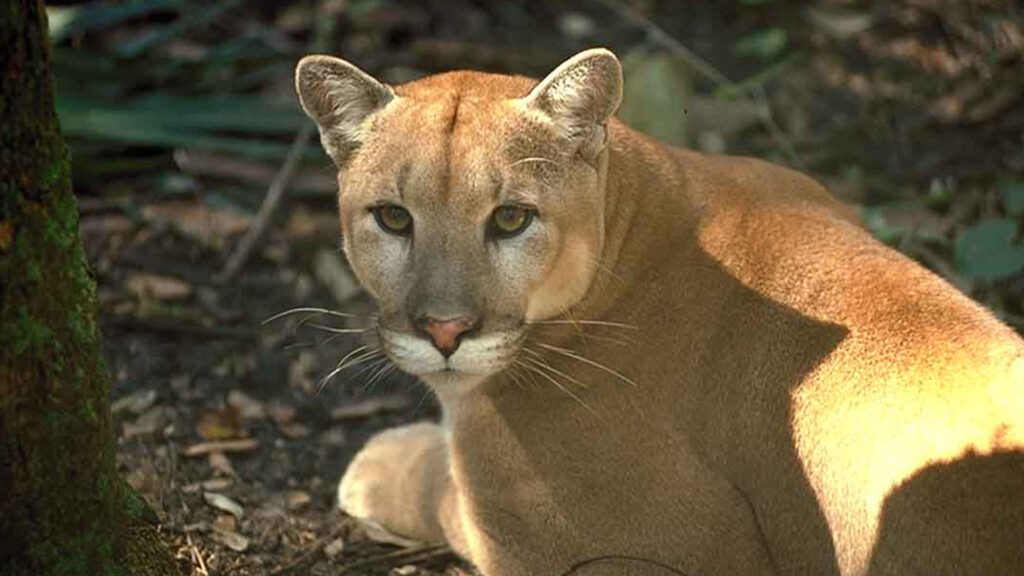 A Florida panther (U.S. Fish and Wildlife Service Southeast Region, via Wikimedia Commons)