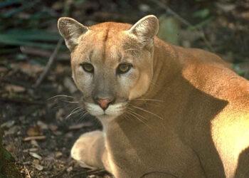 A Florida panther (U.S. Fish and Wildlife Service Southeast Region, via Wikimedia Commons)