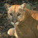 A Florida panther (U.S. Fish and Wildlife Service Southeast Region, via Wikimedia Commons)