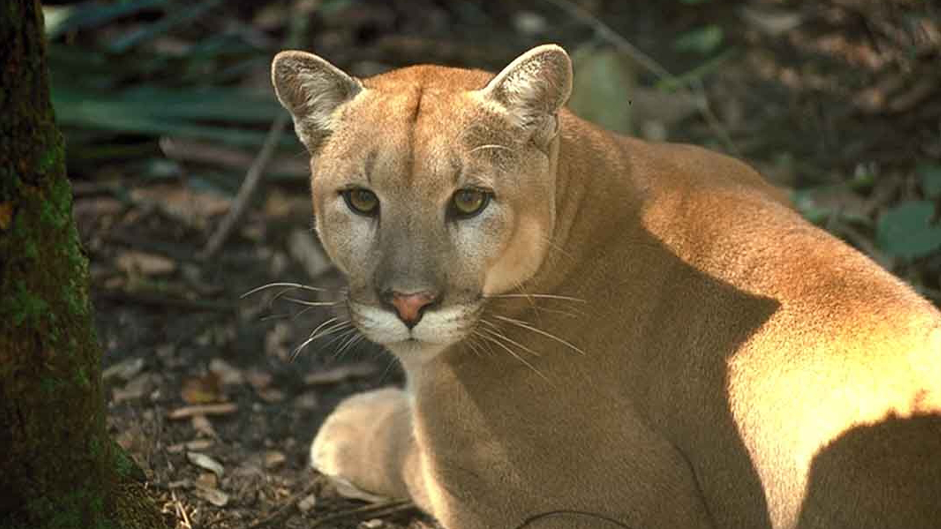 How restoring the Everglades can save the Florida panther and our home