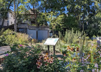 The Uphams Corner Food Forest in Boston’s Dorchester neighborhood was built on a vacant lot. (Boston Food Forest Coalition, CC BY-ND)