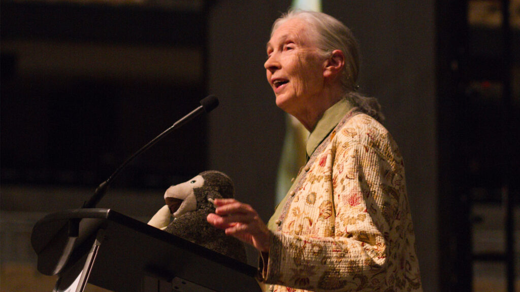 Jane Goodall speaks at the University of Missouri is 2014. (Mark Schierbecker, CC BY-SA 4.0, via Wikimedia Commons)