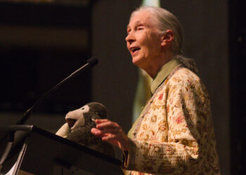 Jane Goodall speaks at the University of Missouri is 2014. (Mark Schierbecker, CC BY-SA 4.0, via Wikimedia Commons)