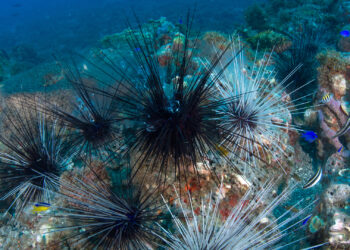 Long-spined sea urchins gather in Flower Garden Banks National Marine Sanctuary. (National Marine Sanctuaries, via Wikimedia Commons)