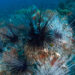 Long-spined sea urchins gather in Flower Garden Banks National Marine Sanctuary. (National Marine Sanctuaries, via Wikimedia Commons)
