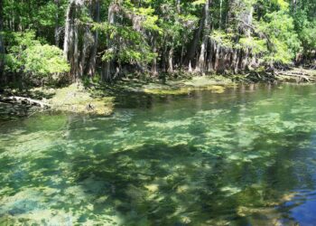 Spring run in Manatee Springs State Park, near Chiefland. (Ebyabe, CC BY-SA 3.0,, via Wikimedia Commons