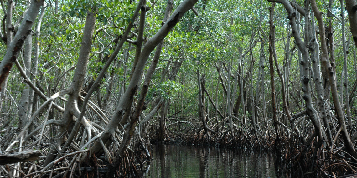 Mangroves near Everglades City. (Riandi, CC BY-SA 3.0, via Wikimedia Commons)