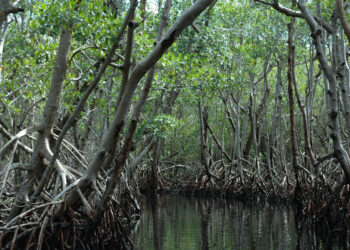 Mangroves near Everglades City. (Riandi, CC BY-SA 3.0, via Wikimedia Commons)