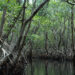 Mangroves near Everglades City. (Riandi, CC BY-SA 3.0, via Wikimedia Commons)