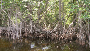 Mangrove trees along a canal in Everglades National Park (Moni3, via Wikimedia Commons)
