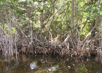 Mangrove trees along a canal in Everglades National Park (Moni3, via Wikimedia Commons)