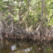 Mangrove trees along a canal in Everglades National Park (Moni3, via Wikimedia Commons)