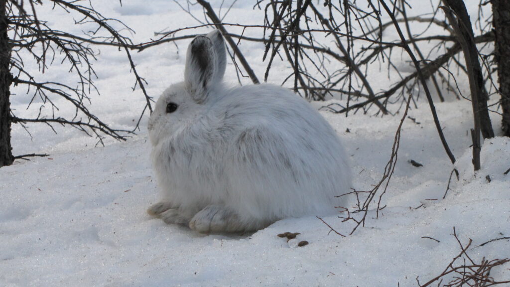 A snowshoe hare with a white winter coat. (Alice Kenney photo)