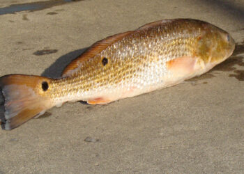 A red drum, aka redfish, channel bass or spottail bass. (Geeklikepi via Wikimedia Commons)