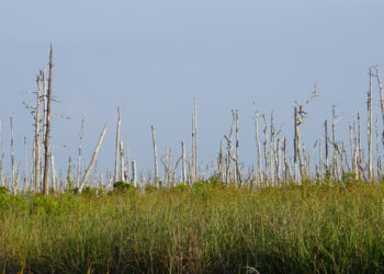 Trees affected by saltwater intrusion at Alligator River National Wildlife Refuge in North Carolina. (ncwetlands.org, CC0, via Wikimedia Commons)