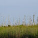 Trees affected by saltwater intrusion at Alligator River National Wildlife Refuge in North Carolina. (ncwetlands.org, CC0, via Wikimedia Commons)