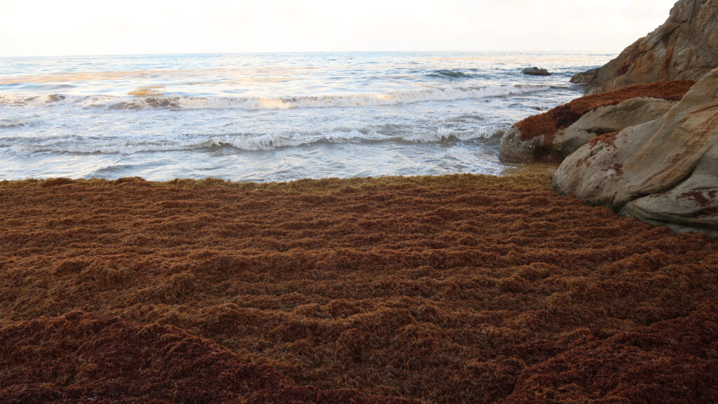 Sargassum builds up on a beach in Puerto Rico. (BrickLightning, CC0, via Wikimedia Commons)