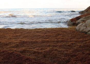 Sargassum builds up on a beach in Puerto Rico. (BrickLightning, CC0, via Wikimedia Commons)