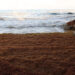 Sargassum builds up on a beach in Puerto Rico. (BrickLightning, CC0, via Wikimedia Commons)