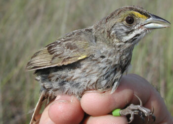 A seaside sparrow from banding research (Everglades NPS via Wikimedia Commons)