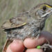A seaside sparrow from banding research (Everglades NPS via Wikimedia Commons)