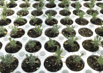 Wyoming Big Sage seedlings growing in a greenhouse. The U.S. Bureau of Land Management and the Shoshone-Paiute Tribe are working together to produce native seedlings to restore public lands in Idaho that have been damaged by wildfires. (Bureau of Land Management Idaho/Flickr, CC BY)