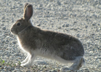 A snowshoe hare with a brown summer coat. (Alice Kenney photo)