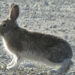A snowshoe hare with a brown summer coat. (Alice Kenney photo)