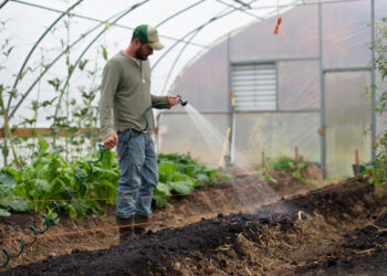 Plants being watered in a greenhouse. (Photo by Zoe Schaeffer)