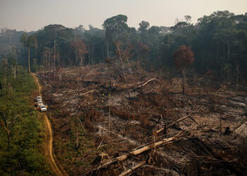 An area of ​​felled and burned trees seen in a rural part of ​​the municipality of Amazonas, Brazil.(Amazônia Real from Manaus AM, Brasil, CC BY 2.0, via Wikimedia Commons)