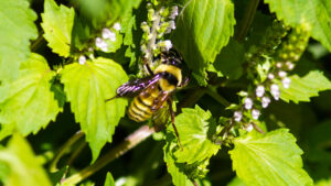 An American bumblebee (Melissa McMasters, CC BY 2.0, via Wikimedia Commons)