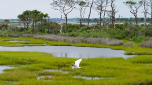 Wetlands like this one on Assateague Island off the coasts of Maryland and Virginia are excellent carbon sinks - but can emit methane. (Sara Cottle/Unsplash, CC BY)