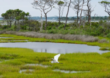 Wetlands like this one on Assateague Island off the coasts of Maryland and Virginia are excellent carbon sinks - but can emit methane. (Sara Cottle/Unsplash, CC BY)
