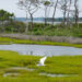 Wetlands like this one on Assateague Island off the coasts of Maryland and Virginia are excellent carbon sinks - but can emit methane. (Sara Cottle/Unsplash, CC BY)