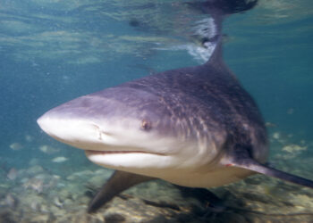 Bull shark (Albert Kok, CC BY-SA 3.0 (https://creativecommons.org/licenses/by-sa/3.0), via Wikimedia Commons)