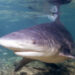 Bull shark (Albert Kok, CC BY-SA 3.0 (https://creativecommons.org/licenses/by-sa/3.0), via Wikimedia Commons)