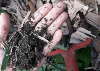 Organic matter being composted (C-pradel, CC BY-SA 4.0, via Wikimedia Commons)