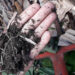 Organic matter being composted (C-pradel, CC BY-SA 4.0, via Wikimedia Commons)