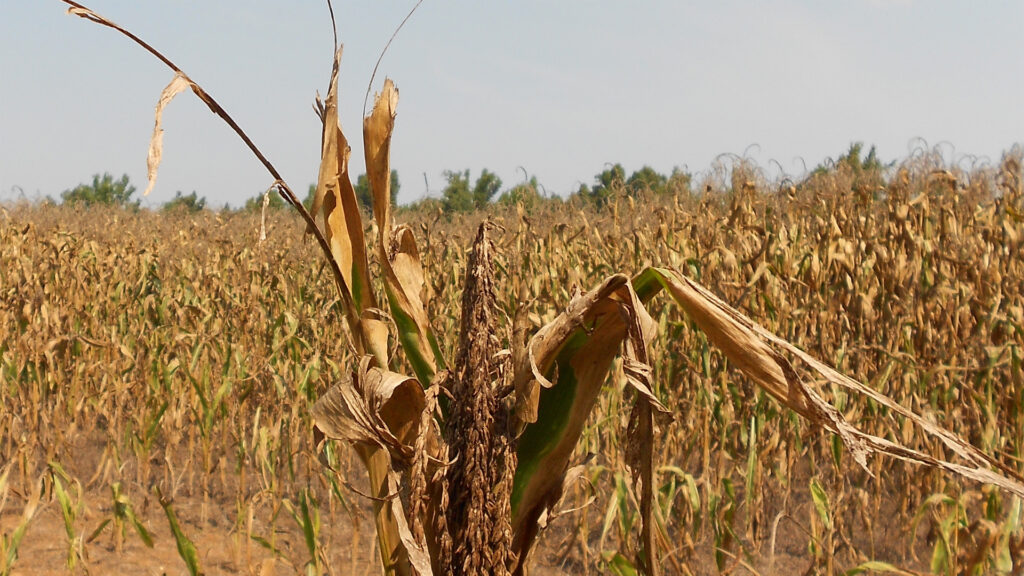 Corn in drought conditions (CraneStation, CC BY 2.0, via Wikimedia Commons)