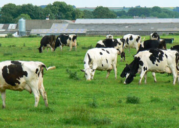 Cows at a dairy (Brian Robert Marshall, CC BY-SA 2.0, via Wikimedia Commons)