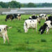 Cows at a dairy (Brian Robert Marshall, CC BY-SA 2.0, via Wikimedia Commons)