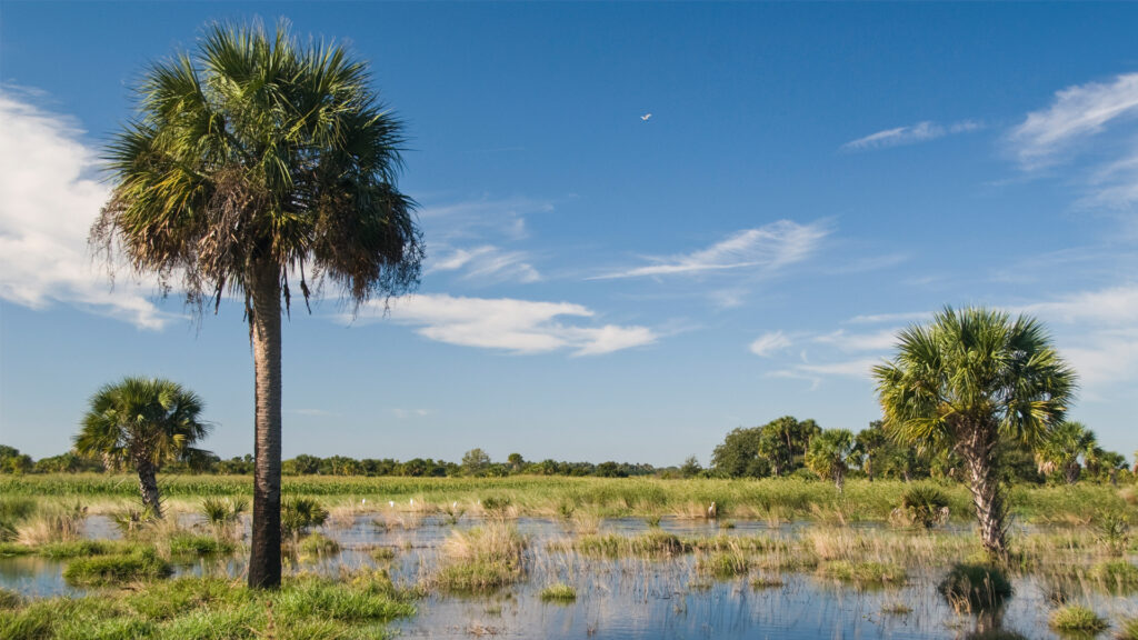 Florida wetlands (U.S. Department of Agriculture, CC BY 2.0, via Wikimedia Commons)