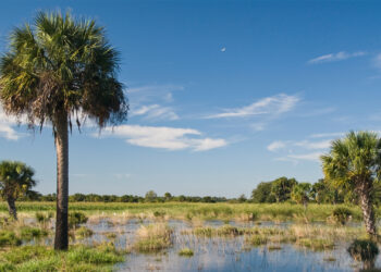 Florida wetlands (U.S. Department of Agriculture, CC BY 2.0, via Wikimedia Commons)