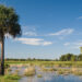 Florida wetlands (U.S. Department of Agriculture, CC BY 2.0, via Wikimedia Commons)