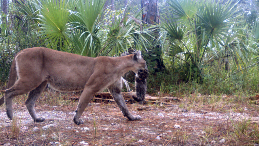A panther moves her kittens to another den at the Florida Panther National Wildlife Refuge, which will be connected to other natural areas as part of the Ocala to Osceola Wildlife Corridor. (U.S. Fish and Wildlife Service Southeast Region, via Wikimedia Commons)