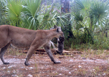 A panther moves her kittens to another den at the Florida Panther National Wildlife Refuge, which will be connected to other natural areas as part of the Ocala to Osceola Wildlife Corridor. (U.S. Fish and Wildlife Service Southeast Region, via Wikimedia Commons)
