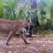 A panther moves her kittens to another den at the Florida Panther National Wildlife Refuge, which will be connected to other natural areas as part of the Ocala to Osceola Wildlife Corridor. (U.S. Fish and Wildlife Service Southeast Region, via Wikimedia Commons)