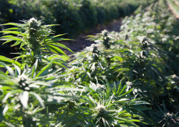 A hemp crop (USDA photo)