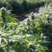 A hemp crop (USDA photo)